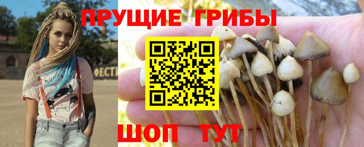 Кудрово  Галлюциногенные грибы прущие грибы  Вход с VPN 